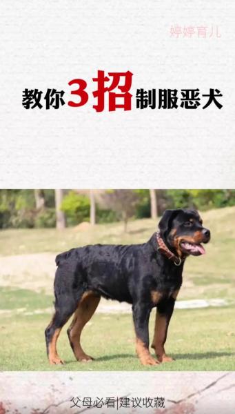 疯狂的狗-疯狂的狗的图片-第8张图片 疯狂的狗-疯狂的狗的图片-第8张图片