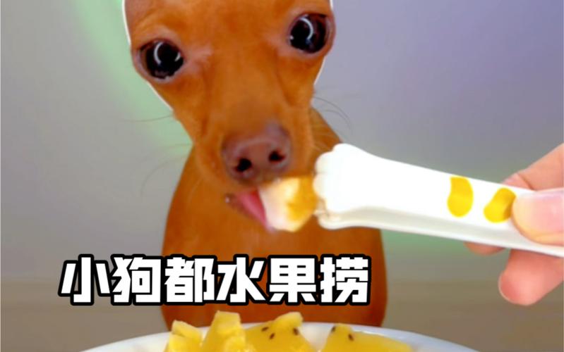 解析“小狗可以吃柚子吗”你不知道的事-第1张图片 解析“小狗可以吃柚子吗”你不知道的事-第1张图片