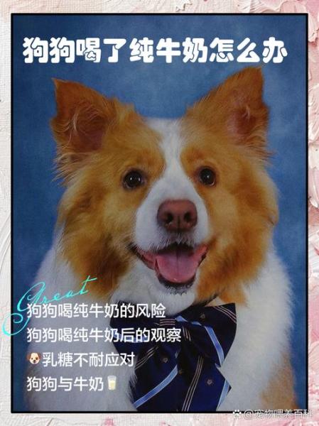 作为消费者“狗狗喝了牛奶怎么办”你不能不知道-第2张图片 作为消费者“狗狗喝了牛奶怎么办”你不能不知道-第2张图片