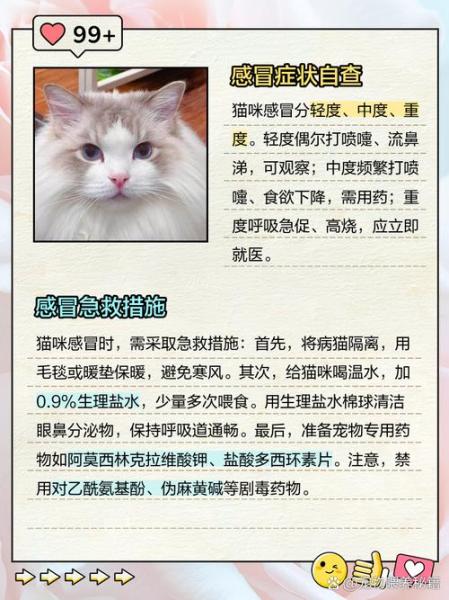 解析“猫咪怀孕感冒了怎么办”你不知道的事-第3张图片 解析“猫咪怀孕感冒了怎么办”你不知道的事-第3张图片