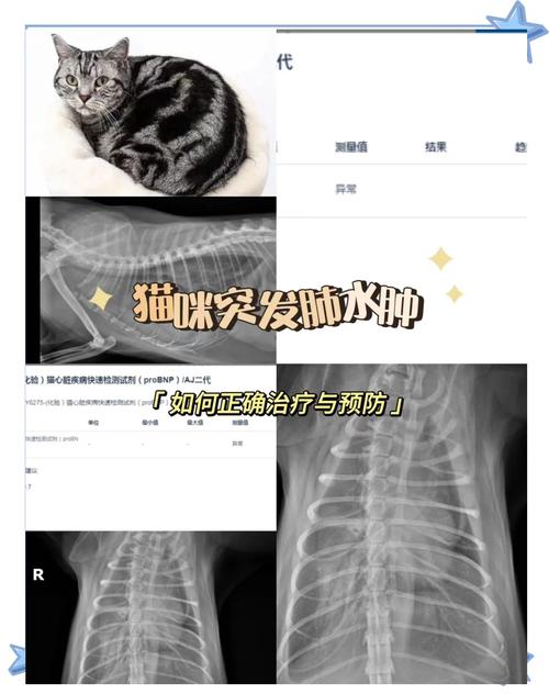 猫咪肺水肿症状-猫咪肺水肿症状表现-第3张图片 猫咪肺水肿症状-猫咪肺水肿症状表现-第3张图片