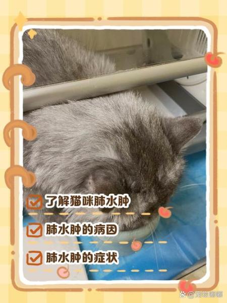 猫咪肺水肿症状-猫咪肺水肿症状表现-第4张图片 猫咪肺水肿症状-猫咪肺水肿症状表现-第4张图片