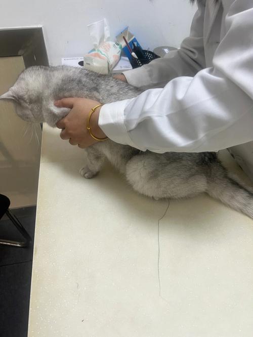 猫咪肺水肿症状-猫咪肺水肿症状表现-第5张图片 猫咪肺水肿症状-猫咪肺水肿症状表现-第5张图片