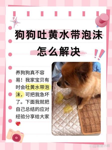 作为消费者“狗狗怀孕吐黄水正常吗”你不能不知道-第5张图片 作为消费者“狗狗怀孕吐黄水正常吗”你不能不知道-第5张图片