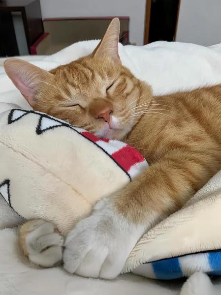 猫咪呼噜声很大-猫咪呼噜声很大是怎么回事-第4张图片 猫咪呼噜声很大-猫咪呼噜声很大是怎么回事-第4张图片