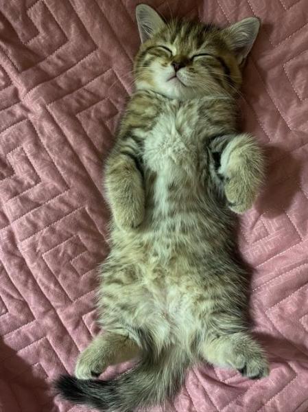 猫咪呼噜声很大-猫咪呼噜声很大是怎么回事-第7张图片 猫咪呼噜声很大-猫咪呼噜声很大是怎么回事-第7张图片