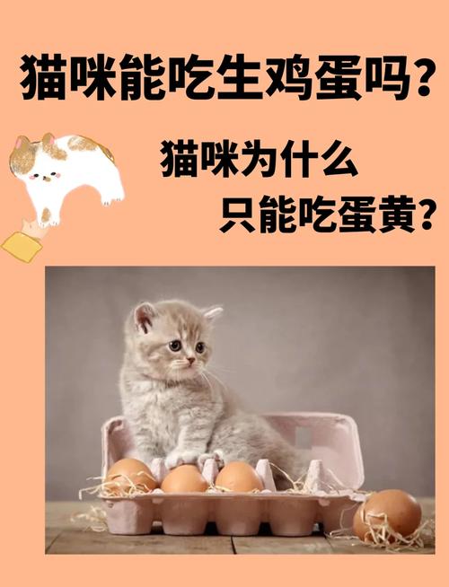 猫可以吃生鸡蛋吗,猫可以吃生鸡蛋吗?-第1张图片 猫可以吃生鸡蛋吗,猫可以吃生鸡蛋吗?-第1张图片