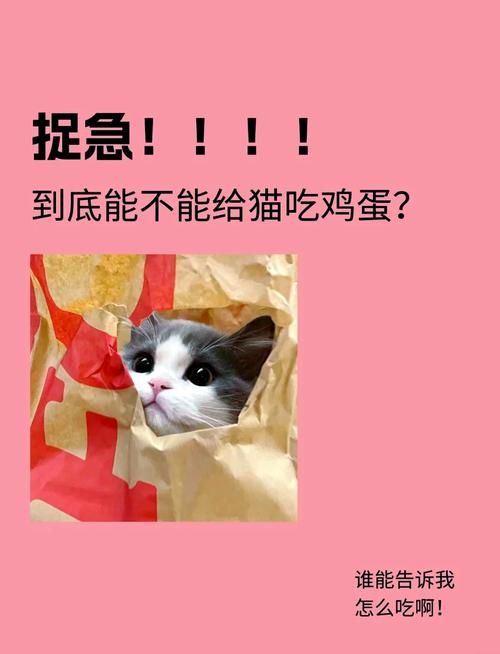 猫可以吃生鸡蛋吗,猫可以吃生鸡蛋吗?-第2张图片 猫可以吃生鸡蛋吗,猫可以吃生鸡蛋吗?-第2张图片