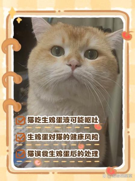 猫可以吃生鸡蛋吗,猫可以吃生鸡蛋吗?-第9张图片 猫可以吃生鸡蛋吗,猫可以吃生鸡蛋吗?-第9张图片