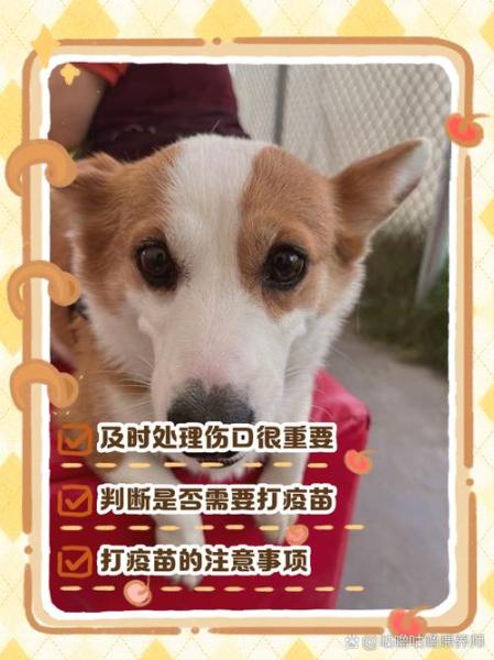 被自己家的狗狗抓了一下/被自己家的狗狗抓了一下有事吗-第9张图片 被自己家的狗狗抓了一下/被自己家的狗狗抓了一下有事吗-第9张图片