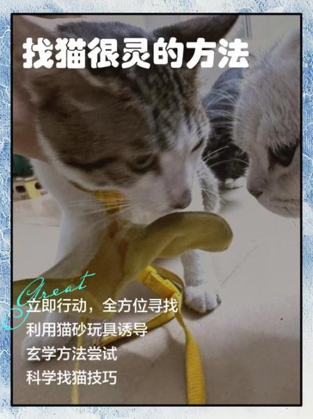 找猫很灵的方法,找猫很灵的方法是什么方法-第4张图片 找猫很灵的方法,找猫很灵的方法是什么方法-第4张图片
