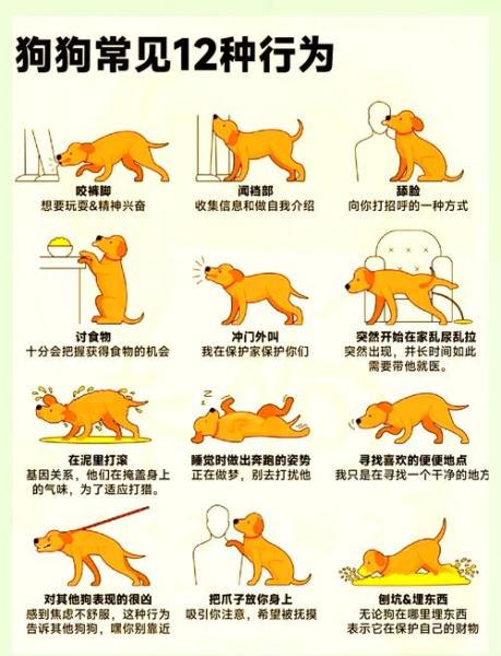 狗狗配种需要多长时间/狗狗配种需要多长时间能配上-第5张图片 狗狗配种需要多长时间/狗狗配种需要多长时间能配上-第5张图片
