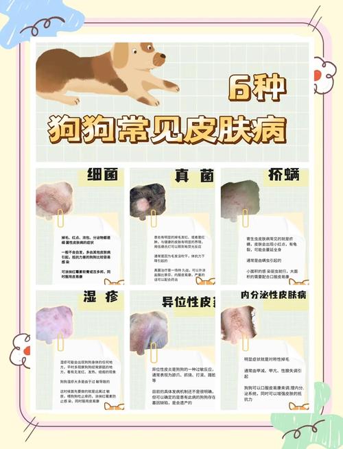 狗皮肤病怎么治疗比较好-狗皮肤病怎么根治-第6张图片 狗皮肤病怎么治疗比较好-狗皮肤病怎么根治-第6张图片