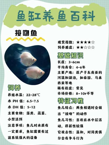 接吻鱼需要打氧气吗/接吻鱼必须养一对吗-第2张图片 接吻鱼需要打氧气吗/接吻鱼必须养一对吗-第2张图片