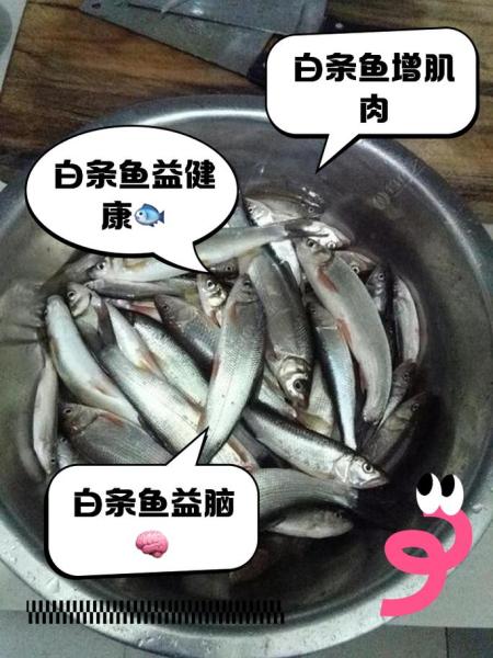接吻鱼需要打氧气吗/接吻鱼必须养一对吗-第3张图片 接吻鱼需要打氧气吗/接吻鱼必须养一对吗-第3张图片