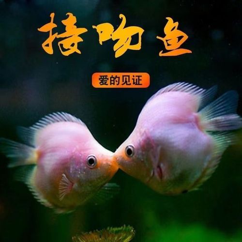 接吻鱼需要打氧气吗/接吻鱼必须养一对吗-第4张图片 接吻鱼需要打氧气吗/接吻鱼必须养一对吗-第4张图片