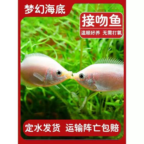接吻鱼需要打氧气吗/接吻鱼必须养一对吗-第5张图片 接吻鱼需要打氧气吗/接吻鱼必须养一对吗-第5张图片