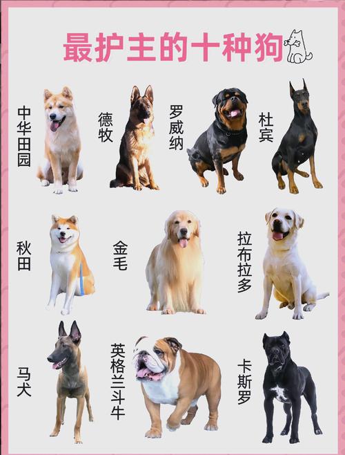 法国波尔多犬与狼搏斗，法国波尔多獒犬的费用