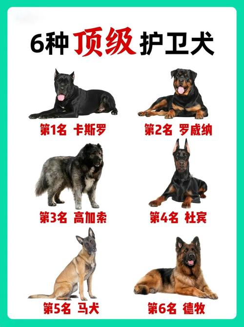 法国波尔多犬与狼搏斗,法国波尔多獒犬的费用-第3张图片 法国波尔多犬与狼搏斗,法国波尔多獒犬的费用-第3张图片