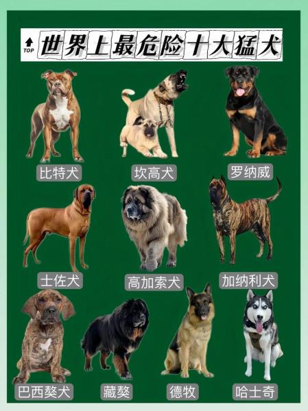 法国波尔多犬与狼搏斗,法国波尔多獒犬的费用-第6张图片 法国波尔多犬与狼搏斗,法国波尔多獒犬的费用-第6张图片