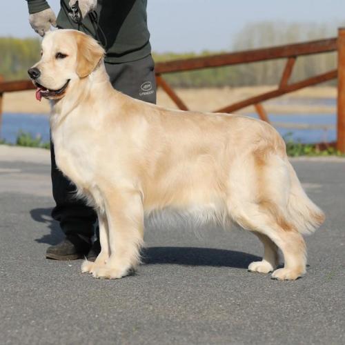 解析“白色金毛幼犬费用”你不知道的事-第3张图片 解析“白色金毛幼犬费用”你不知道的事-第3张图片