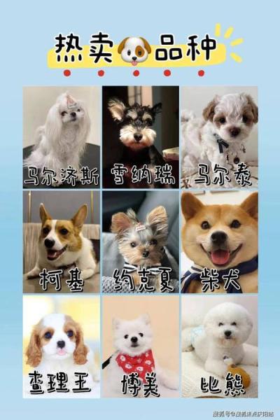 解析“白色金毛幼犬费用”你不知道的事-第5张图片 解析“白色金毛幼犬费用”你不知道的事-第5张图片