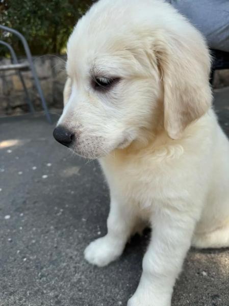 解析“白色金毛幼犬费用”你不知道的事-第7张图片 解析“白色金毛幼犬费用”你不知道的事-第7张图片