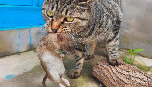解析“猫逮老鼠”你不知道的事