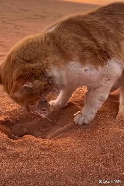 解析“猫逮老鼠”你不知道的事-第2张图片 解析“猫逮老鼠”你不知道的事-第2张图片