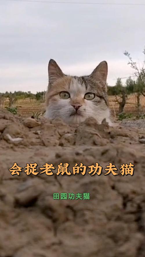 解析“猫逮老鼠”你不知道的事-第3张图片 解析“猫逮老鼠”你不知道的事-第3张图片