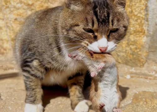 解析“猫逮老鼠”你不知道的事-第4张图片 解析“猫逮老鼠”你不知道的事-第4张图片