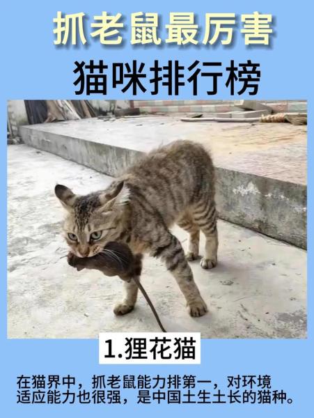 解析“猫逮老鼠”你不知道的事-第6张图片 解析“猫逮老鼠”你不知道的事-第6张图片