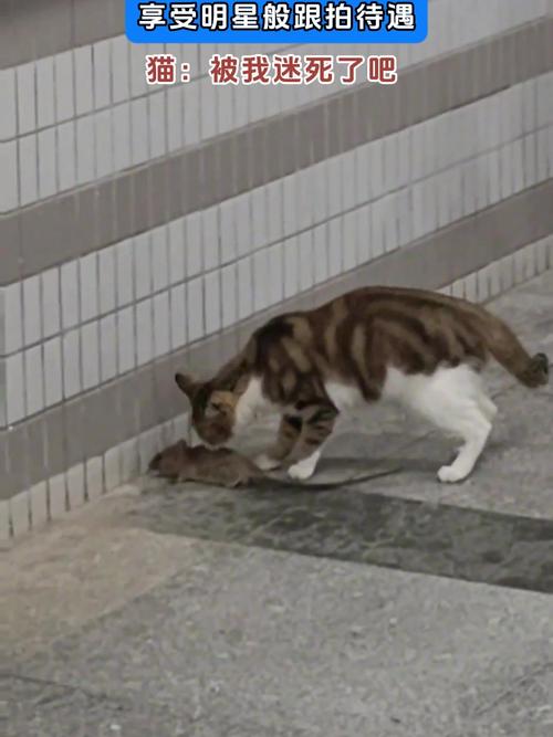 解析“猫逮老鼠”你不知道的事-第7张图片 解析“猫逮老鼠”你不知道的事-第7张图片