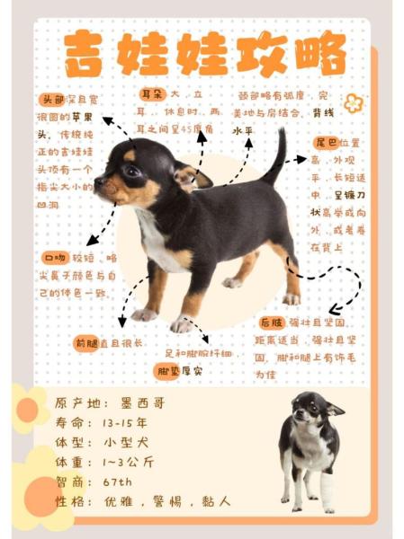 吉娃娃大概多少钱一只,吉娃娃大概多少钱一只图片-第1张图片 吉娃娃大概多少钱一只,吉娃娃大概多少钱一只图片-第1张图片