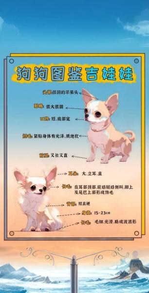 吉娃娃大概多少钱一只,吉娃娃大概多少钱一只图片-第4张图片 吉娃娃大概多少钱一只,吉娃娃大概多少钱一只图片-第4张图片