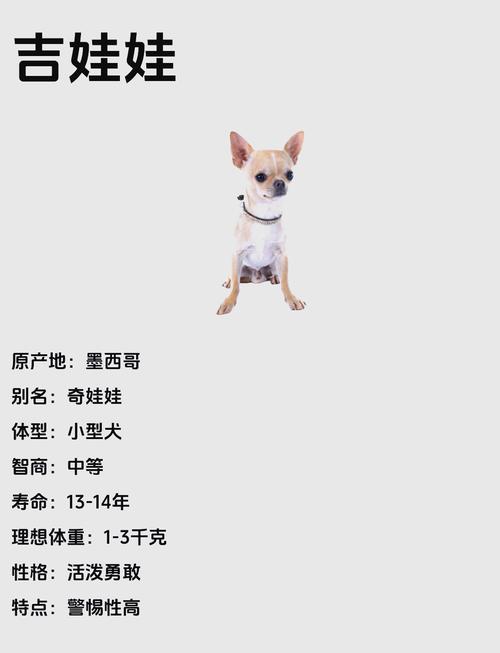 吉娃娃大概多少钱一只,吉娃娃大概多少钱一只图片-第6张图片 吉娃娃大概多少钱一只,吉娃娃大概多少钱一只图片-第6张图片