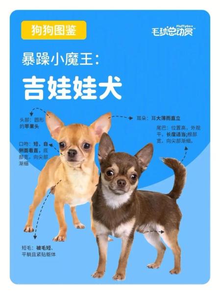 吉娃娃大概多少钱一只,吉娃娃大概多少钱一只图片-第8张图片 吉娃娃大概多少钱一只,吉娃娃大概多少钱一只图片-第8张图片