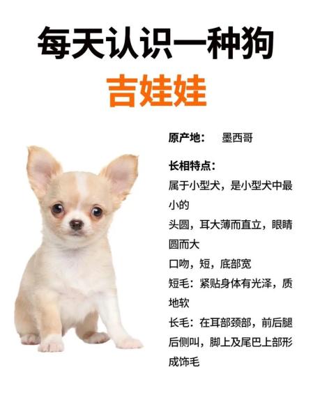 吉娃娃大概多少钱一只,吉娃娃大概多少钱一只图片-第10张图片 吉娃娃大概多少钱一只,吉娃娃大概多少钱一只图片-第10张图片