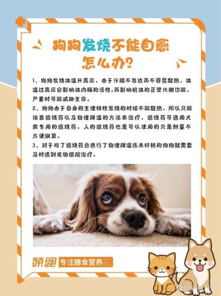 狗狗发烧能自愈吗-狗狗发烧能自愈吗怎么办-第4张图片 狗狗发烧能自愈吗-狗狗发烧能自愈吗怎么办-第4张图片