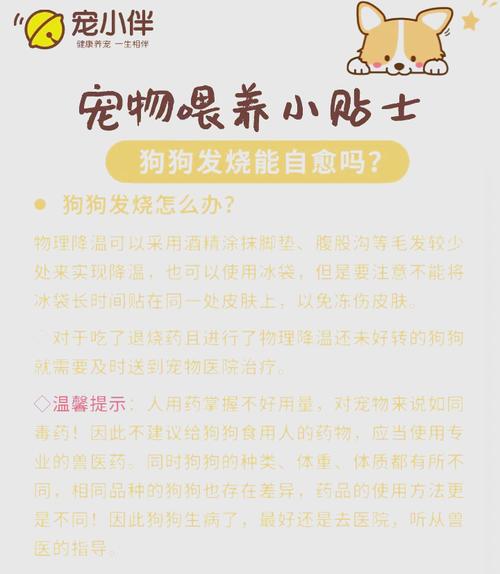 狗狗发烧能自愈吗-狗狗发烧能自愈吗怎么办-第6张图片 狗狗发烧能自愈吗-狗狗发烧能自愈吗怎么办-第6张图片