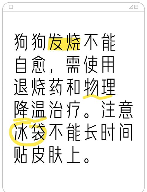 狗狗发烧能自愈吗-狗狗发烧能自愈吗怎么办-第9张图片 狗狗发烧能自愈吗-狗狗发烧能自愈吗怎么办-第9张图片