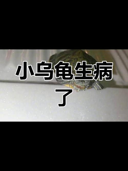 解析“巴西龟不吃东西不睁眼”你不知道的事-第4张图片 解析“巴西龟不吃东西不睁眼”你不知道的事-第4张图片