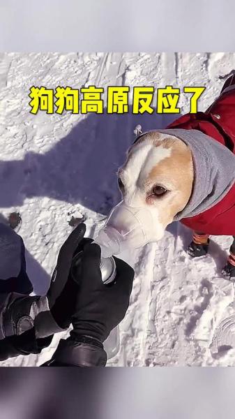狗狗会有高原反应吗,狗狗有高原反应会死吗-第1张图片 狗狗会有高原反应吗,狗狗有高原反应会死吗-第1张图片