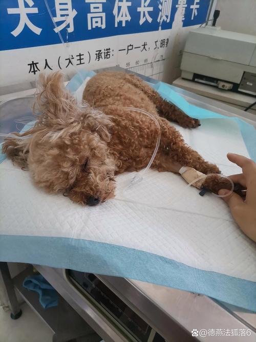 狗狗会有高原反应吗,狗狗有高原反应会死吗-第6张图片 狗狗会有高原反应吗,狗狗有高原反应会死吗-第6张图片