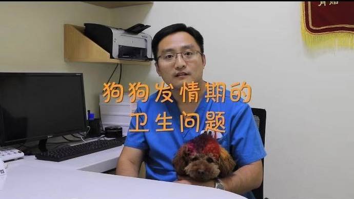 解析“狗狗发情期症状”你不知道的事-第1张图片 解析“狗狗发情期症状”你不知道的事-第1张图片