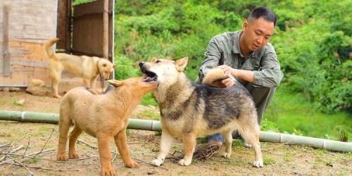 解析“狗狗发情期症状”你不知道的事-第6张图片 解析“狗狗发情期症状”你不知道的事-第6张图片