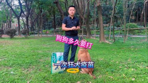 狗狗多大可以打疫苗,狗狗多大可以打疫苗南宁宠物疫苗-第3张图片 狗狗多大可以打疫苗,狗狗多大可以打疫苗南宁宠物疫苗-第3张图片