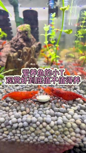 作为消费者“观赏虾苗最适合的温度是多少”你不能不知道-第2张图片 作为消费者“观赏虾苗最适合的温度是多少”你不能不知道-第2张图片