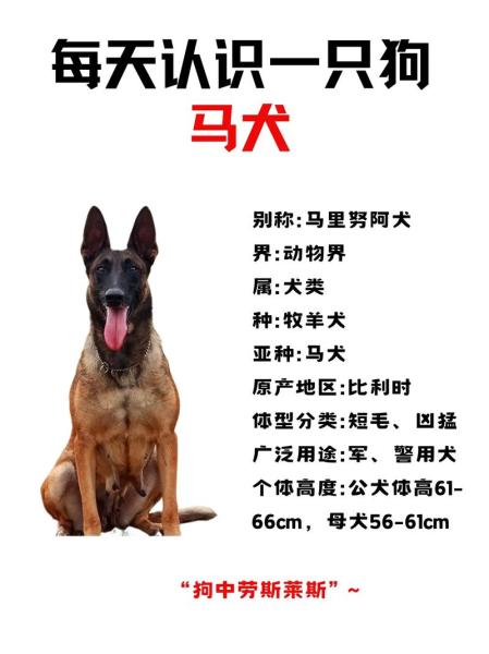 作为消费者“比利时小体马犬”你不能不知道-第3张图片 作为消费者“比利时小体马犬”你不能不知道-第3张图片