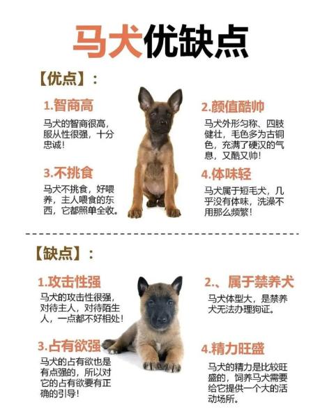 作为消费者“比利时小体马犬”你不能不知道-第4张图片 作为消费者“比利时小体马犬”你不能不知道-第4张图片